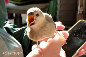 ヒナ