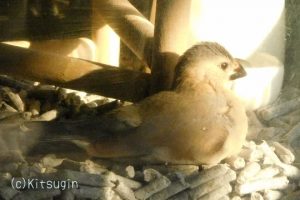 文鳥ヒナ