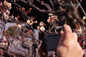 総持寺ウメ