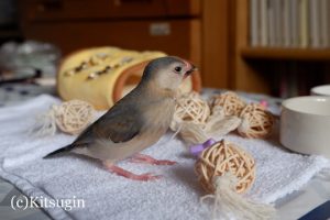 おもちゃと文鳥