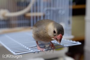 文鳥