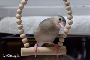 首傾げるおーちゃん