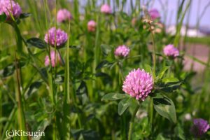 河川敷の花