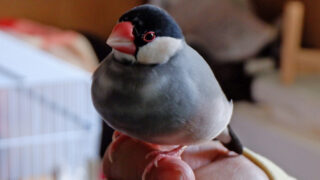 【文鳥と暮らす】12-1歳を過ぎました